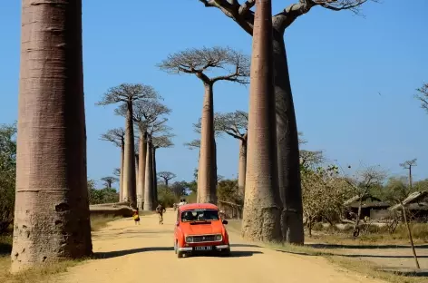 Allée des Baobabs - Madagascar