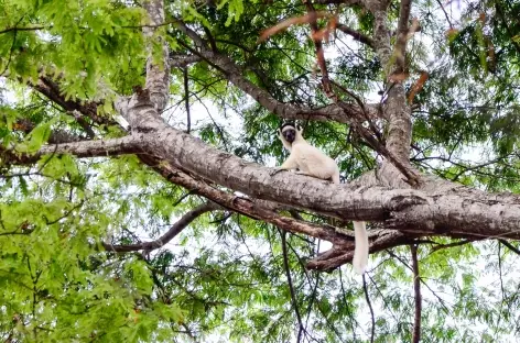 Lémurien Sifaka, massif du Makay - Madagascar