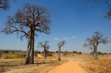 Piste et baobabs entre Beroroha et Ranohira - Madagascar