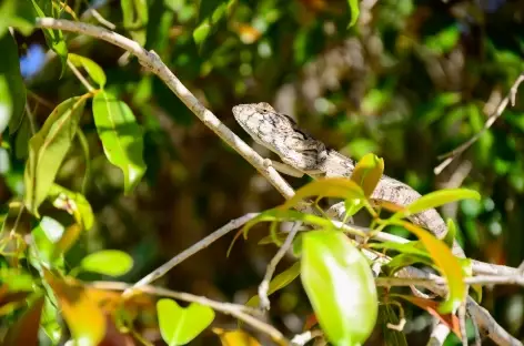 Caméléon, massif du Makay - Madagascar 