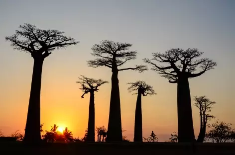 Allée des Baobabs au coucher du soleil - Madagascar