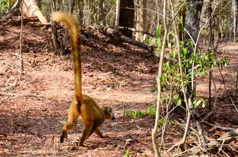 Lémurien maki brun, forêt de Marofandilia - Madagascar