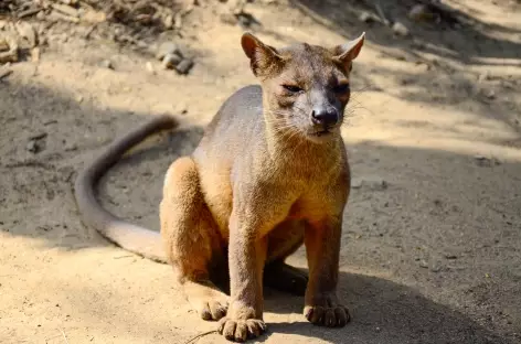 Le mystérieux et rare fossa, forêt de Marofandilia - Madagascar