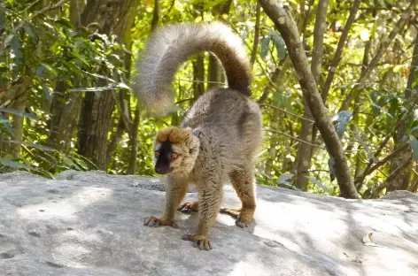 Lémurien dans le Parc national de l'Isalo - Madagascar