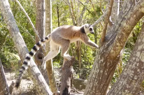 Maki catta dans l'Isalo - Madagascar