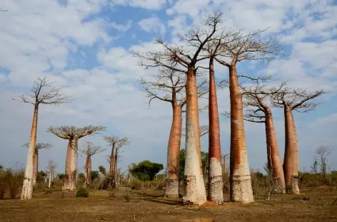 L'ouest de Madagascar, pays des baobabs - Madagascar