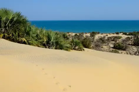 Dunes côtière, Parc national de Kirindy Mite - Madagascar