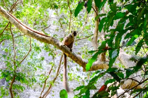 Maki brun, Parc national des Tsingy de Bemaraha - Madagascar