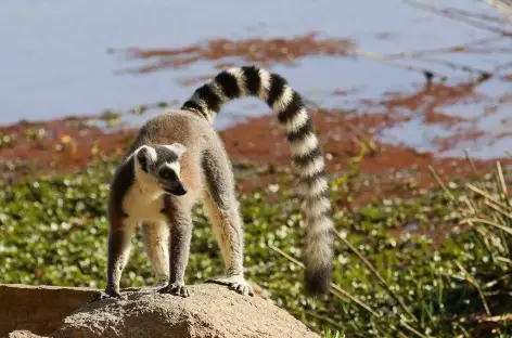 Lémurien maki Catta, réserve d'Anja - Madagascar - 