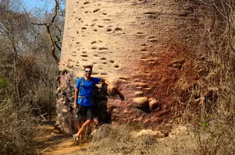 L'un des plus gros baobabs de la région, Kirindy Mite - Madagascar