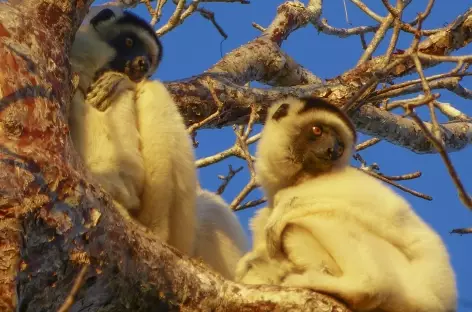 Lémuriens dans le Parc national de Kirindy Mite - Madagascar
