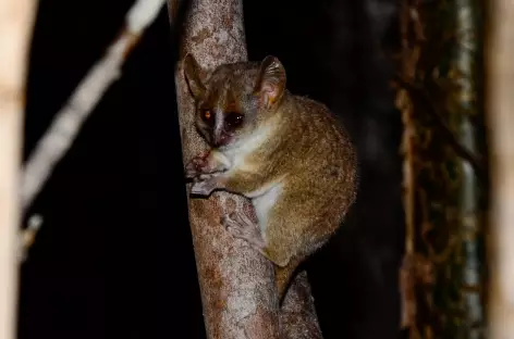 Lémurien nocturne, forêt de Marofandilia - Madagascar