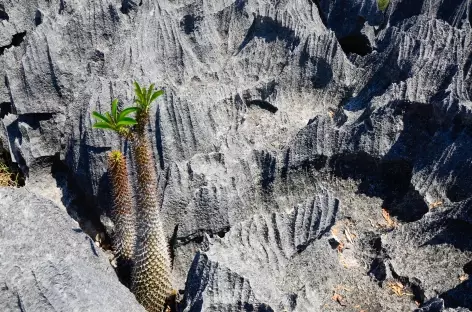 Parc national des Tsingy de Bemaraha - Madagascar