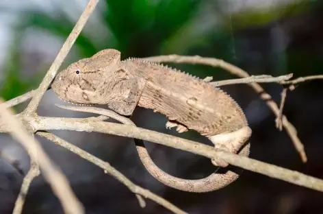 Caméléon, massif du Makay - Madagascar 