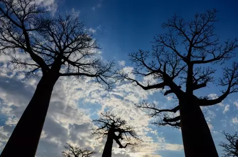 L'Ouest de Madagascar, pays des baobabs - Madagascar