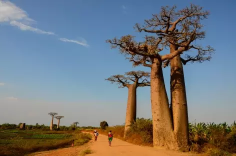 Allée des Baobabs - Madagascar