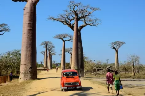La célèbre Allée des Baobabs - Madagascar