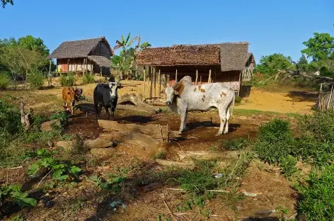 Campagne entre Mangabe et la vallée du Sambirano - Madagascar