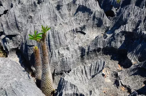 Parc national de l'Ankarana - Madagascar - 