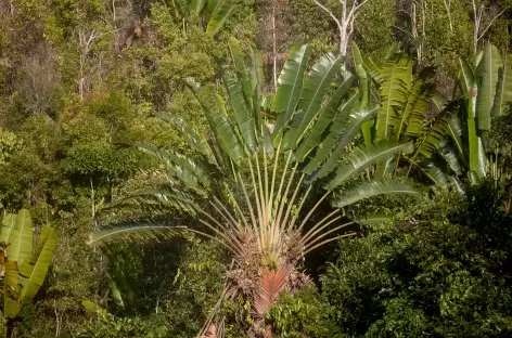 Arbre du voyageur, symbole de Madagascar