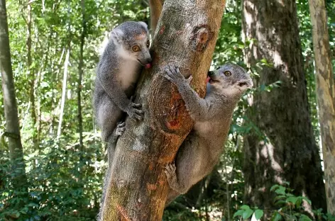 Lémuriens, Parc national de l'Ankarana - Madagascar