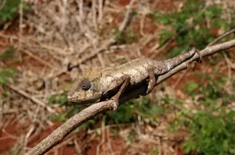 Caméléon dans le Parc de la Montagne d'Ambre - Madagascar - 