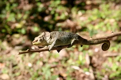 Caméléon - Madagascar