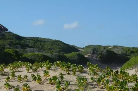 Environs du lodge à Dovela - Mozambique - 