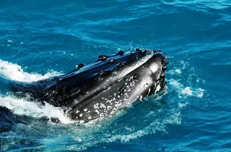 Baleine à bosse, Barra - Mozambique - 