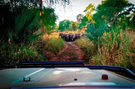 Rencontres au Gorongosa - Mozambique - 