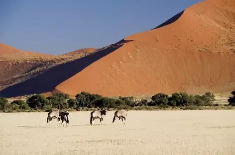 Oryx à Sossusvlei - Namibie