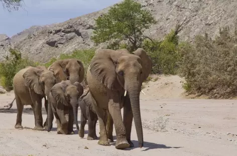 Eléphants du désert, lit de la rivière Aba-Huab - Namibie - 