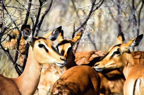 Springboks, Parc national d'Etosha - Namibie