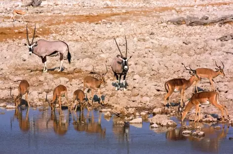 Point d'eau d'Okaukuejo, Parc national d'Etosha - Namibie - 