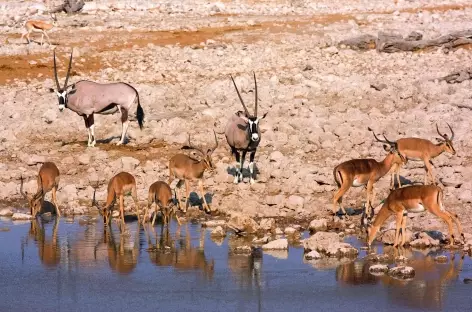 Point d'eau d'Okaukuejo, Parc national d'Etosha - Namibie