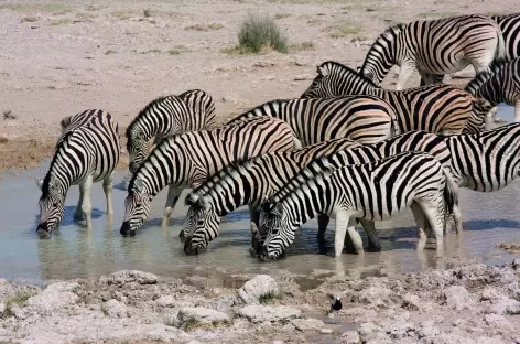 Zèbres au point d'eau, Parc national d'Etosha  - Namibie