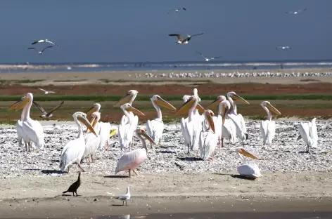 Pélicans à Walvis Bay - Namibie