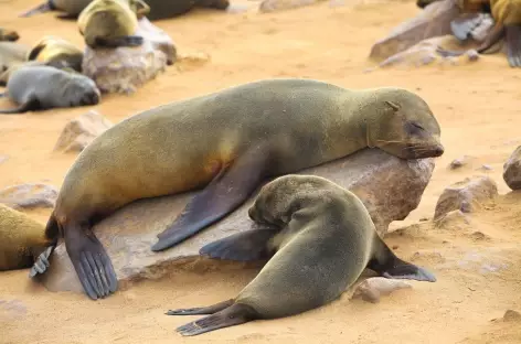 Otaries sur la côte Atlantique - Namibie