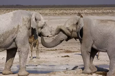Éléphants dans Etosha - Namibie - 