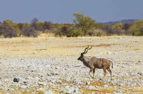 Koudou dans le Brandberg - Namibie