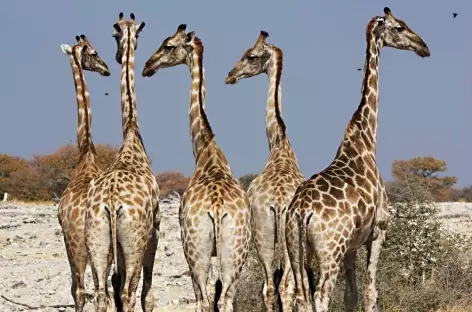 Girafes à Etosha - Namibie