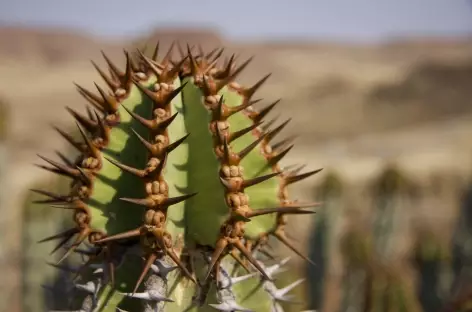 Cactus - Namibie