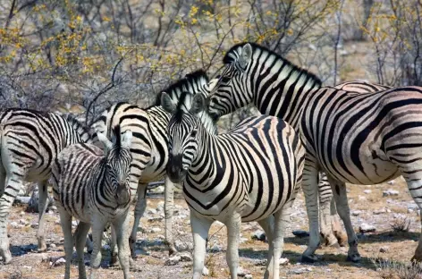 Zèbres, Parc national d'Etosha - Namibie - 