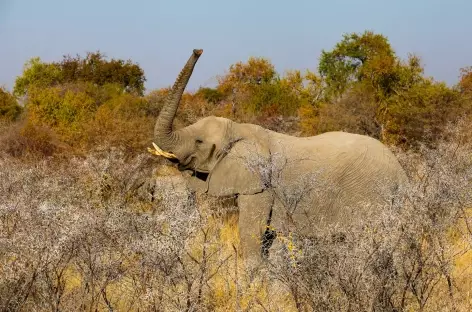 Eléphant dans le Parc national d'Etosha - Namibie