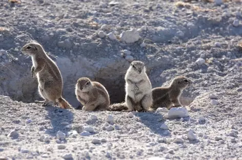 Écureuils terrestres - Namibie