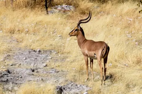 Impala dans le parc d'Etosha - Namibie