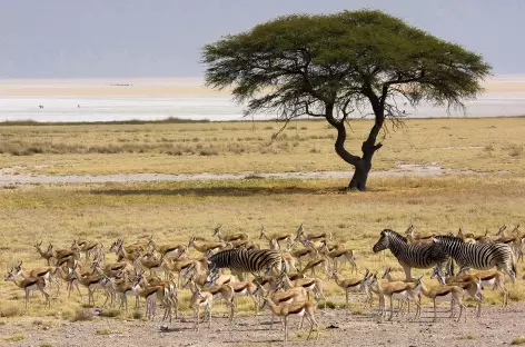 Troupeau de springboks à Etosha - Namibie