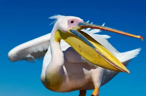 Pélican à Walvis Bay - Namibie