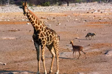 Point d'eau d'Okaukuejo, Parc national d'Etosha - Namibie