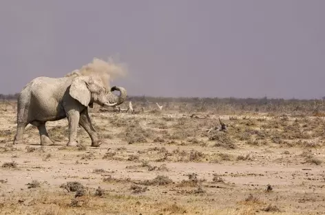 Eléphant, Parc national d'Etosha - Namibie